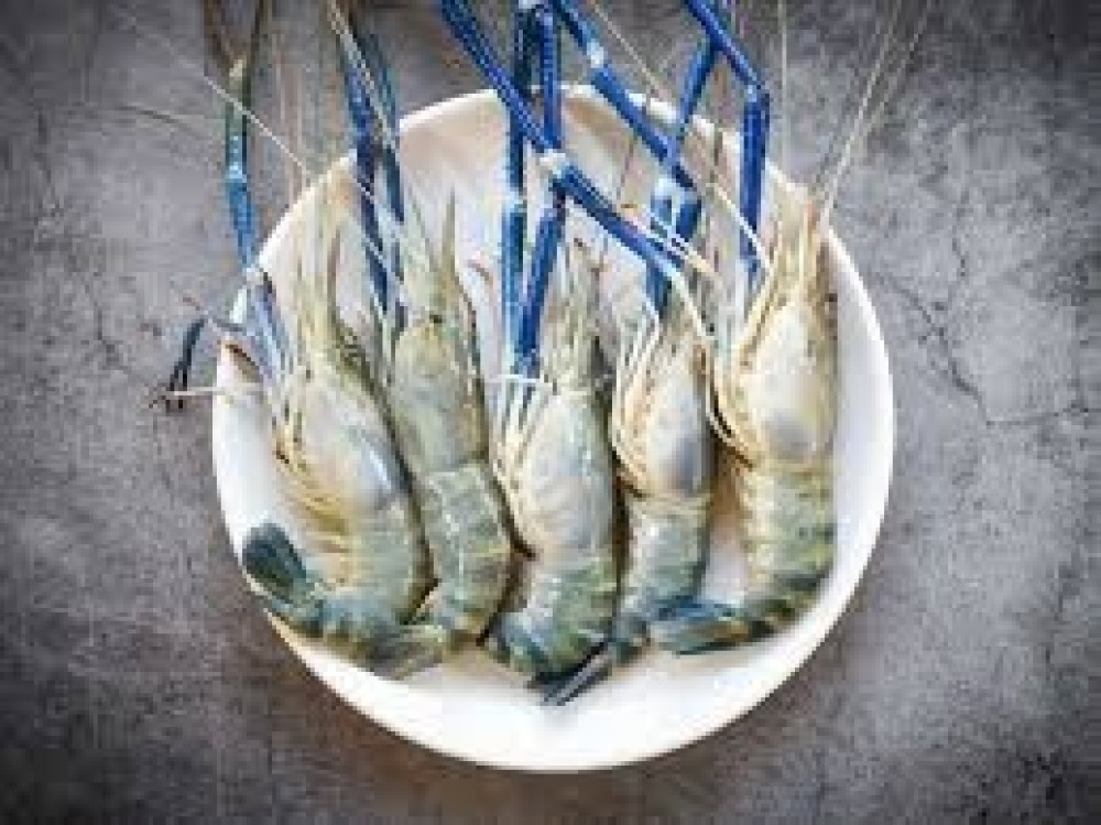Golda Chingri / Jumbo Prawn (16/20 pic) 1 kg