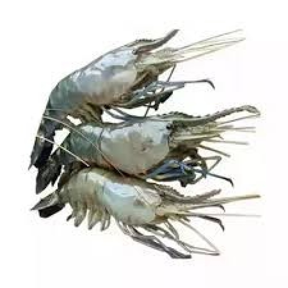 Golda Chingri / Jumbo Prawn (16/20 pic) 1 kg